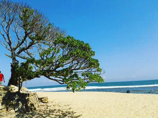 pohon duras pantai pok tunggal