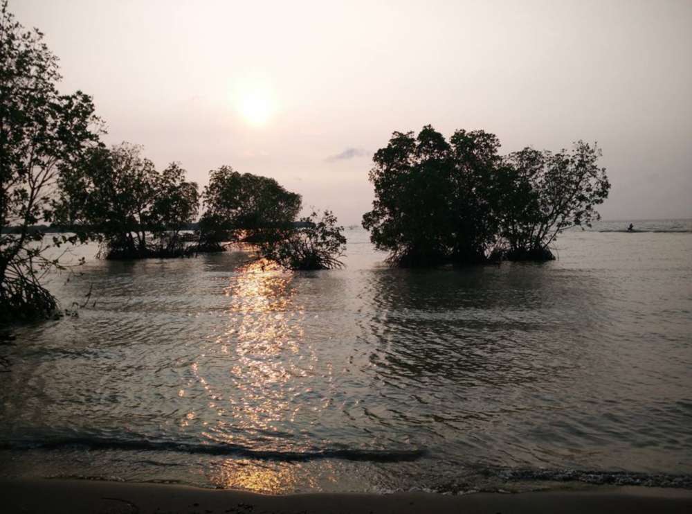 Pohon bakau pantai muara gembong