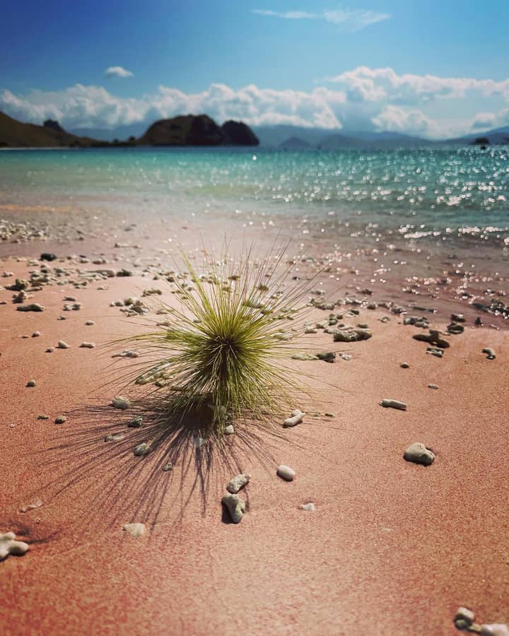 pasir pantai pink